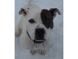 Adopt Angel a American Staffordshire Terrier