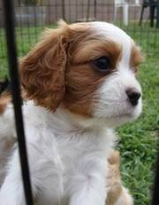 King Charles puppy