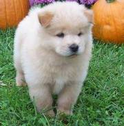 well trained chow chow puppies for humble homes