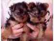 Teacup/Tiny Yorkie Puppies