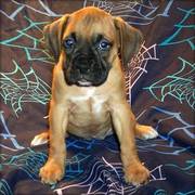 cute and adorable boxer puppies for sale