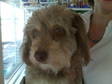 Adopt Paddy a Terrier, Poodle