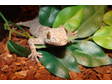 Adopt Rippy and Chompy a Gecko