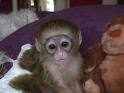 capuchin monkeys for adoption and free cage