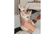 TICA Registered Fennec fox , cheetah and, Baby Lion, Bengal tiger 4 sale