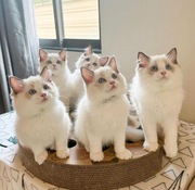 Pure Ragdoll kittens for adoption 