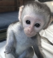 Lovely Capuchin Monkeys for Sale 