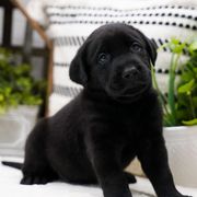Labrador Retriever puppy for sale 