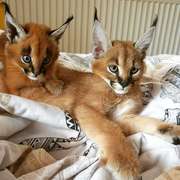 Well tamed Exotics. (Ocelots,  Caracals and F1 - F3 savannah 