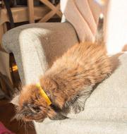 Male and Female Maine Coon Kittens1