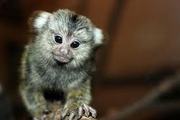 AFFECTIONATE BABY MARMOSET MONKEY FOR X-MAS AS A GIFT